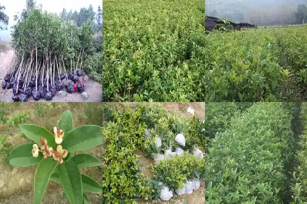 保护桂花树的宣传语有哪些1686616223387