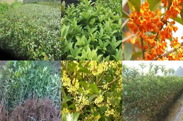 保护桂花树的标语1686616248063