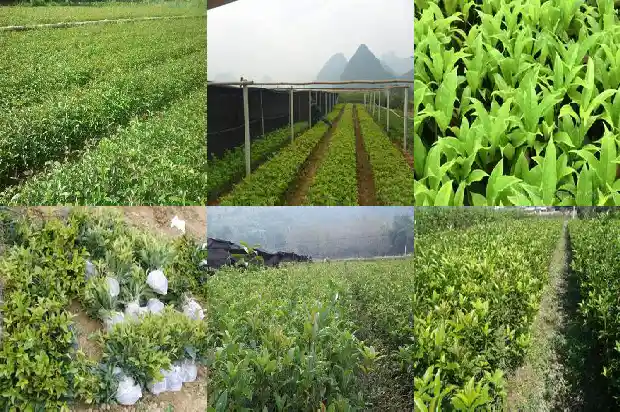 保护桂花树的标语1686616248110