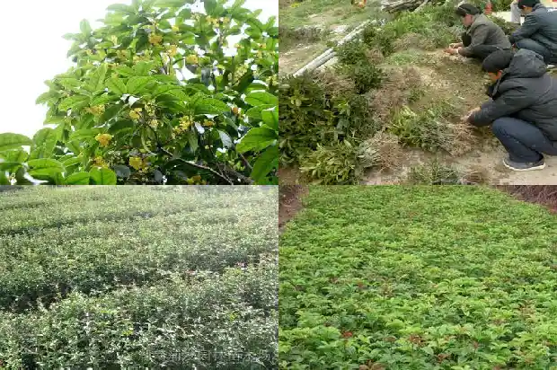 保护桂花树的标语1686616248158