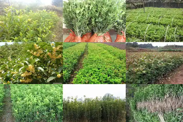 门口栽桂花树1686616288681