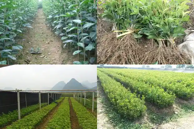 门口栽桂花树1686616288728