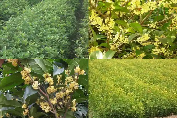 朋友圈销售桂花树广告文案怎么写1686616308134