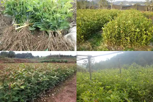 桂花的朋友圈文案1686616328412