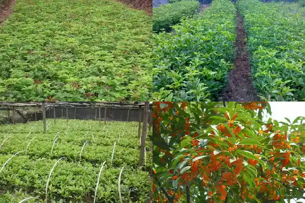 八月桂花朋友圈文案1686616350458