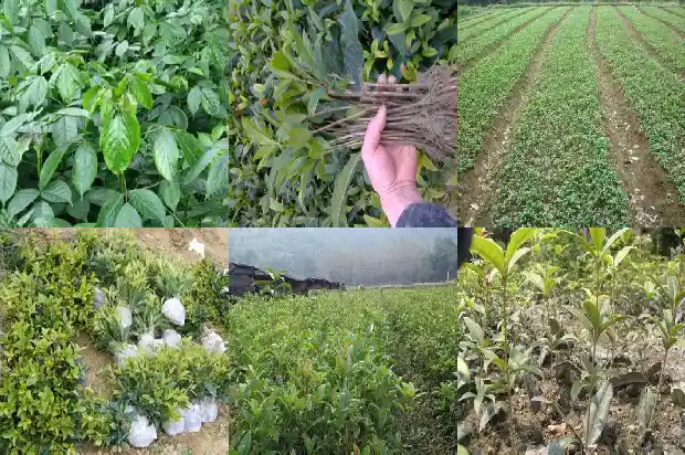 湖北桂花树苗批发厂家1690158847060