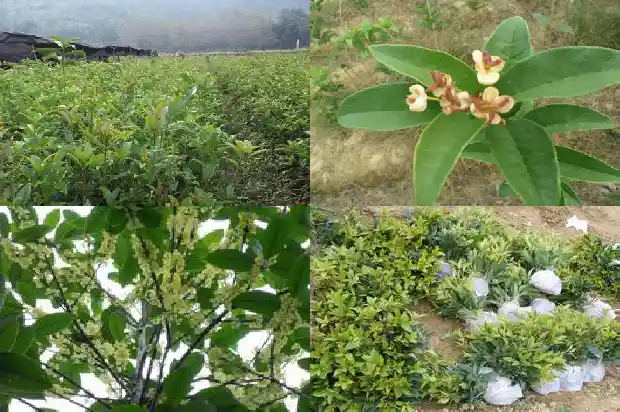 桂花飘香发朋友圈的句子1686616407188