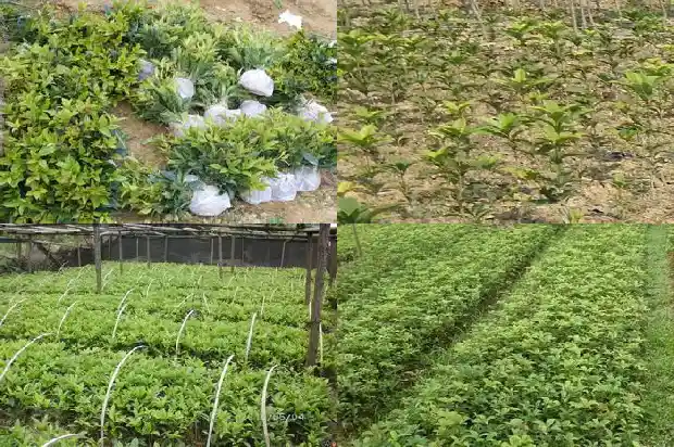 桂花树施肥发朋友圈的句子1686616425274