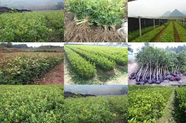 桂花树施肥发朋友圈的句子1686616425322