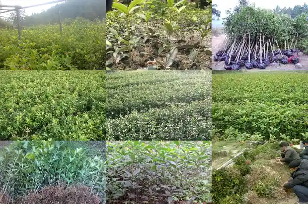 桂花的朋友圈说说1686616440986