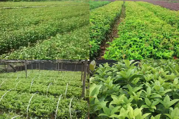 6公分桂花树多少钱1棵呢1689838429335