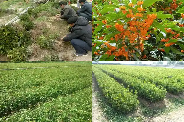 现在移栽桂花树好成活吗1689838506432
