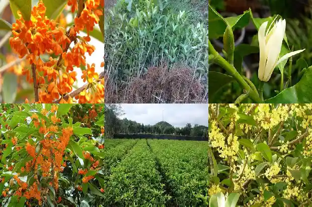 赞美桂花的朋友圈说说1686616466241