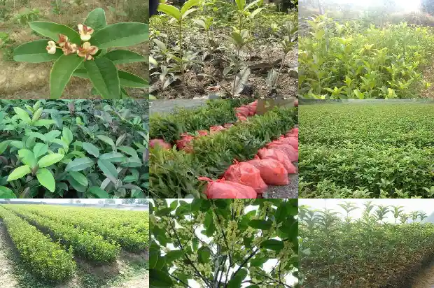 桂花飘香的朋友圈1686616490912