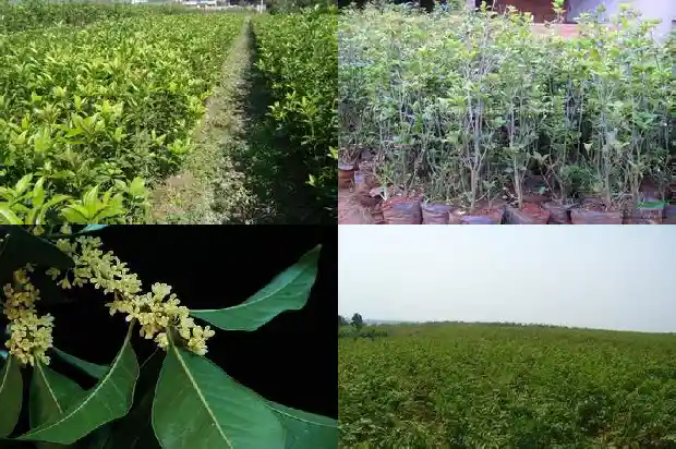 桂花飘香的朋友圈1686616490960