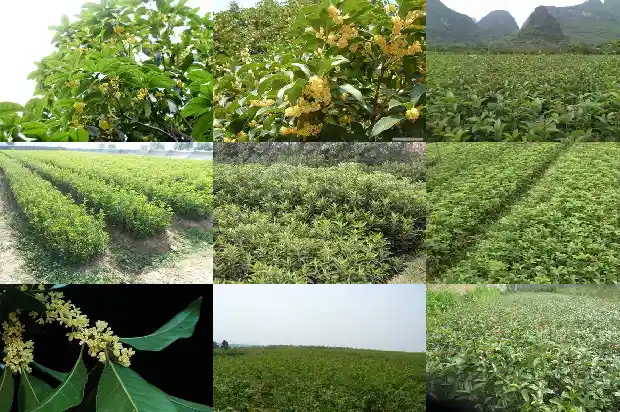 桂花飘香的朋友圈1686616491008