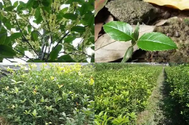 八月桂花香朋友圈1686616513498