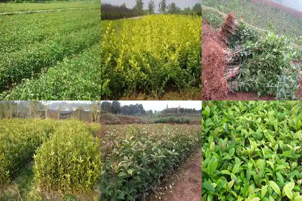 八月桂花香朋友圈1686616513593