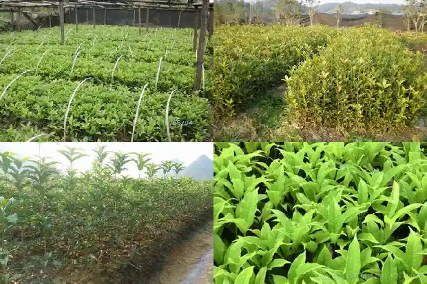 八月桂花香朋友圈1686616513641