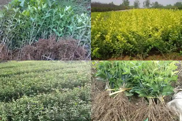 形容桂花的朋友圈怎么发1686616534848