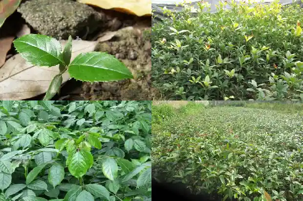 石楠跟桂花树的区别1688434763376