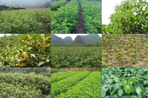 形容桂花的朋友圈短句1686616552876