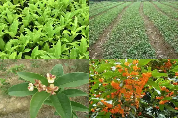 描写桂花香的朋友圈1686616568542