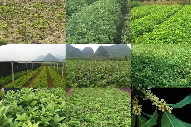 与桂花有关的手抄报 资料大全1686616584742
