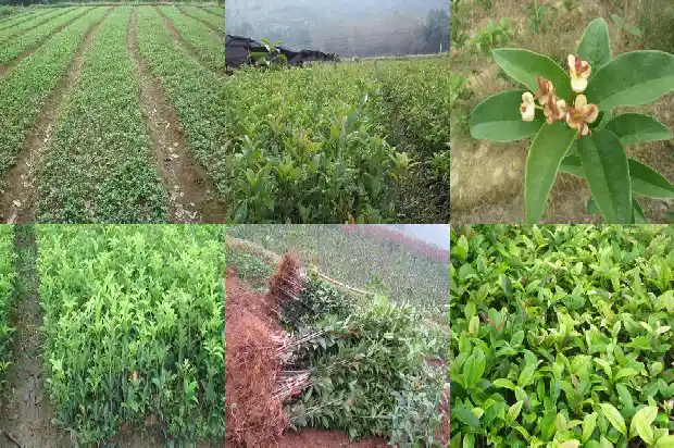 与桂花有关的手抄报 资料大全1686616584789