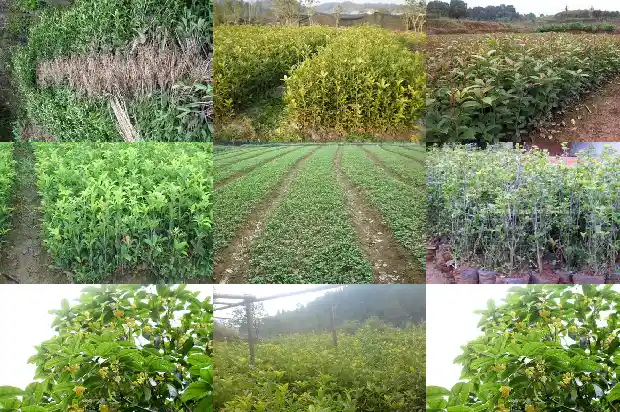 形容桂花树的成语1686616609883
