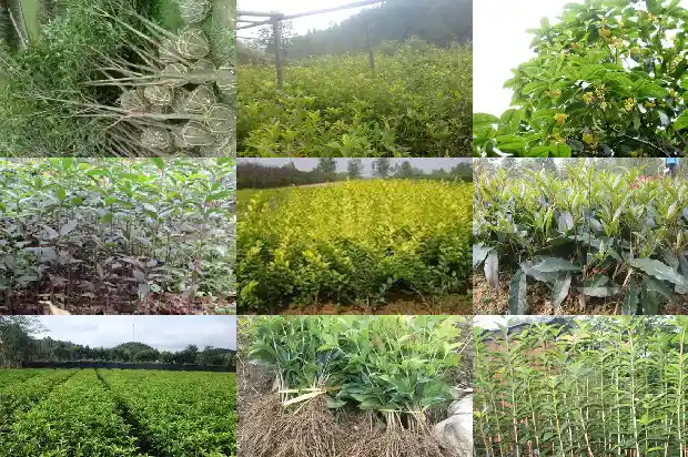 与桂花树有关的成语1686616631547