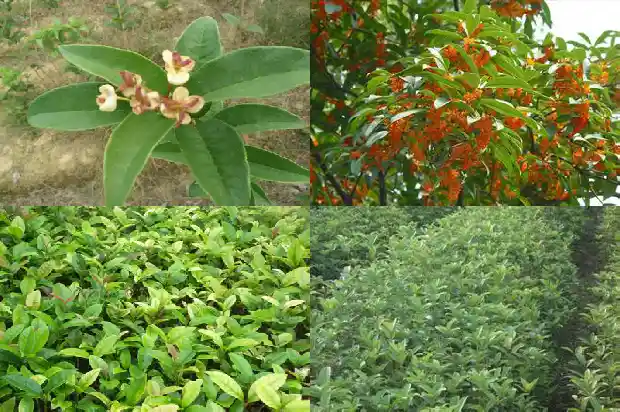 桂树开的花是桂花吗1690245432372