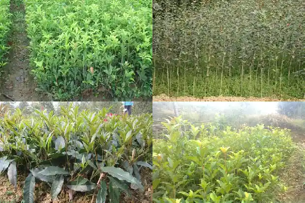 桂花树的形容句1686616674410