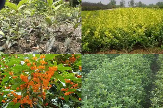 桂花树的形容句1686616674457