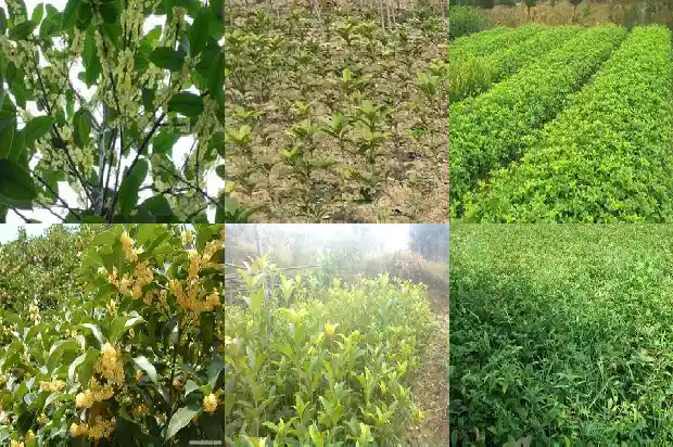 有关于桂花的成语1686616719085
