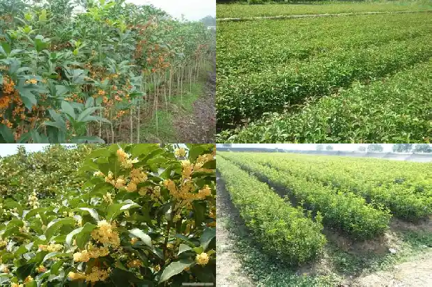有关于桂花的成语1686616719132