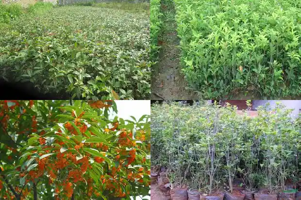 有哪些关于桂花的成语1686616743936