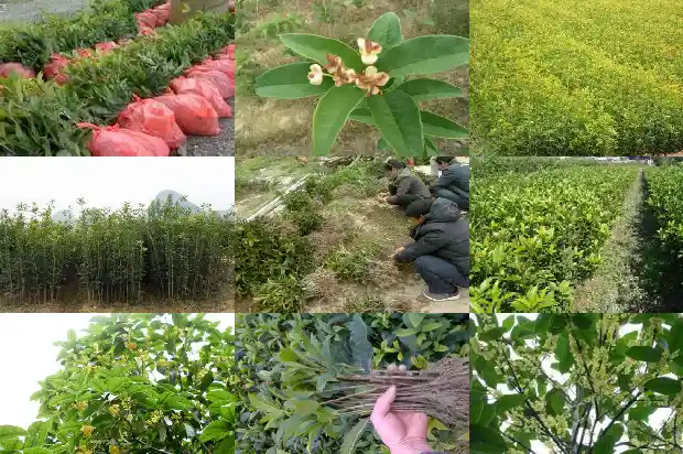阳台能栽桂花树吗1689986017734