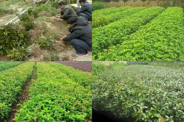大量出售桂花树怎么处理的好一些1686616786855