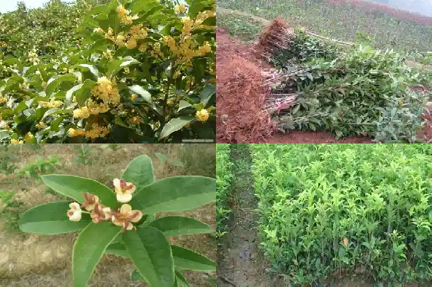 大量出售桂花树怎么处理的好一些1686616786997
