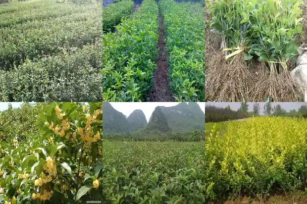 刚买来的桂花树怎么处理好看1686616809047