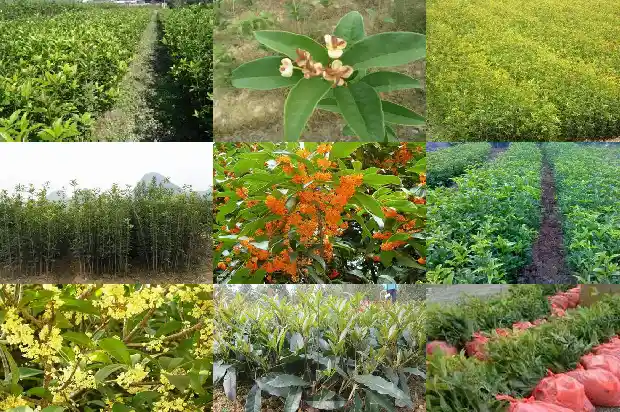 家桂花树种几颗有讲究吗1690763641115