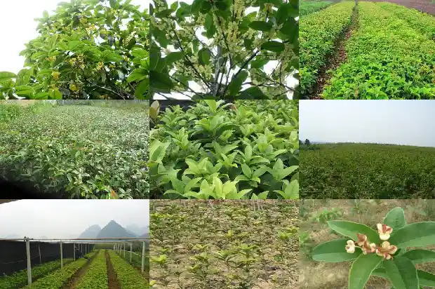 刚买来的桂花树怎么处理掉呢1686616828551
