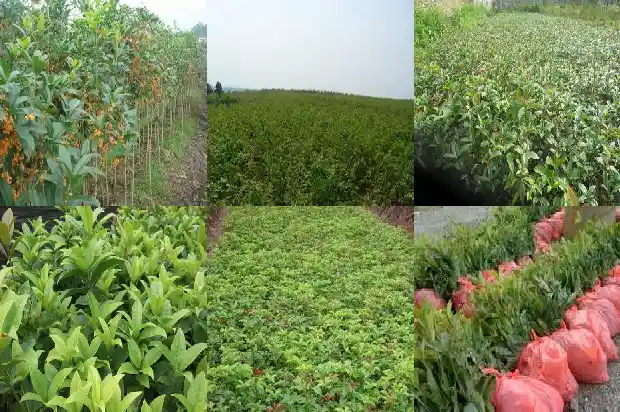 刚买来的桂花树怎么处理掉呢1686616828646