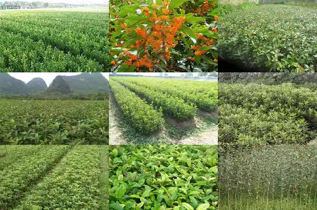 地栽桂花树怎么修剪枝条1688345808309