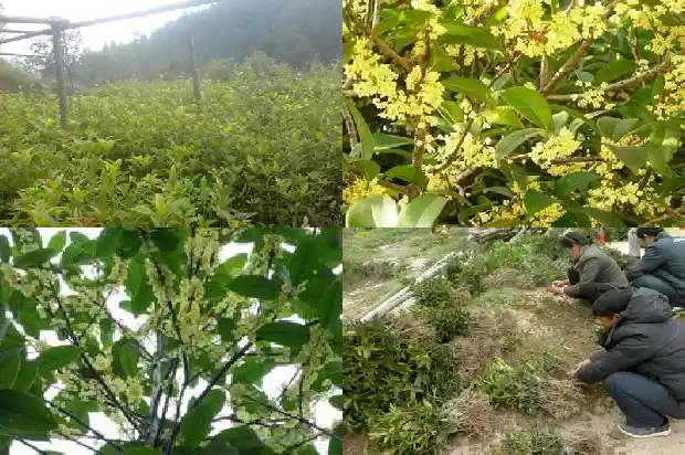 买回来的桂花树叶子都掉了怎么回事1686616846525