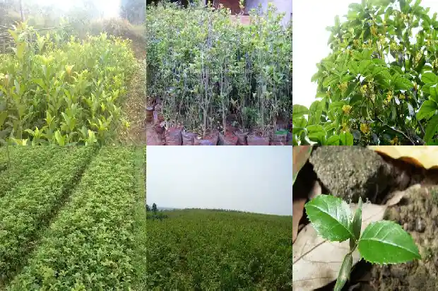 桂花树刚买回来怎么处理干净1686616898103