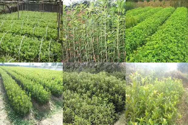 桂花树刚买回来怎么处理干净1686616898246