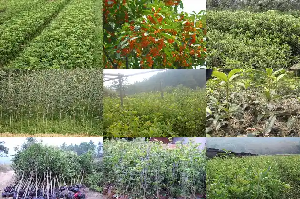 刚买的桂花树掉叶子怎么回事1686616923283