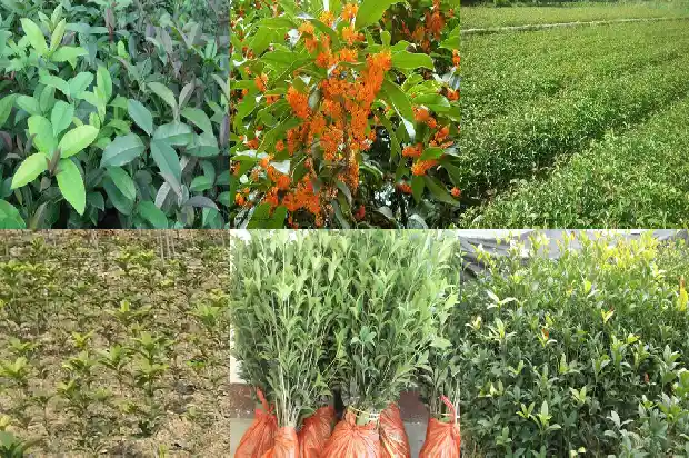 刚买的桂花树掉叶子怎么回事1686616923425